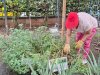 Huerta medicinal en la IPS Rivera